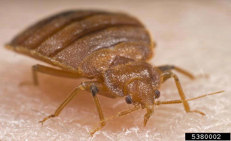 Gary Alpert, Harvard University, Bugwood.org bed bug on skin