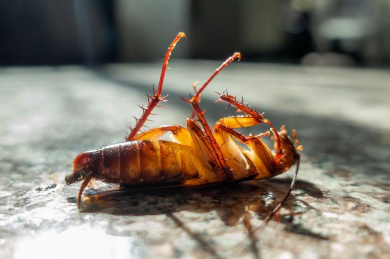 dead-bug-opt Grand Junction Pest Control