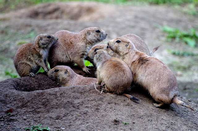 prairie-dog-pest-control prairie dogs on a mound of dirt