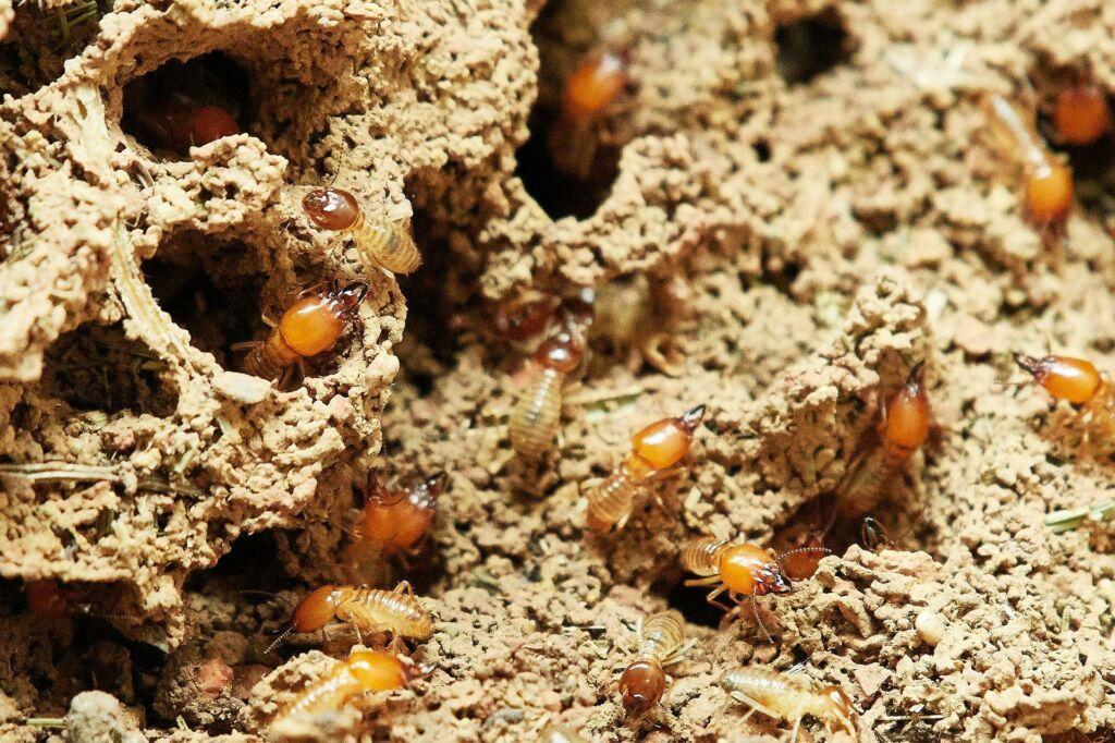 termite removal service