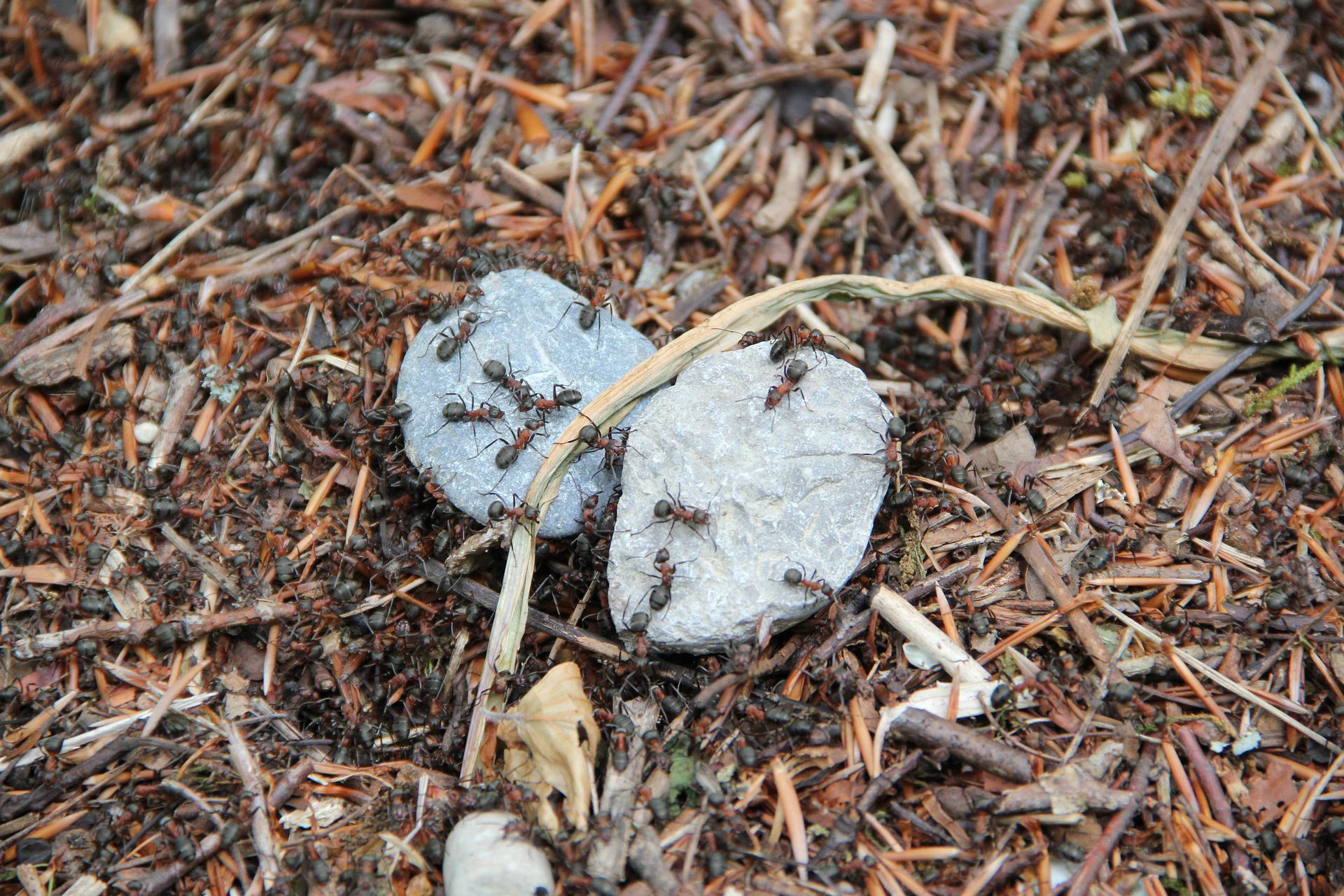 colony of ants