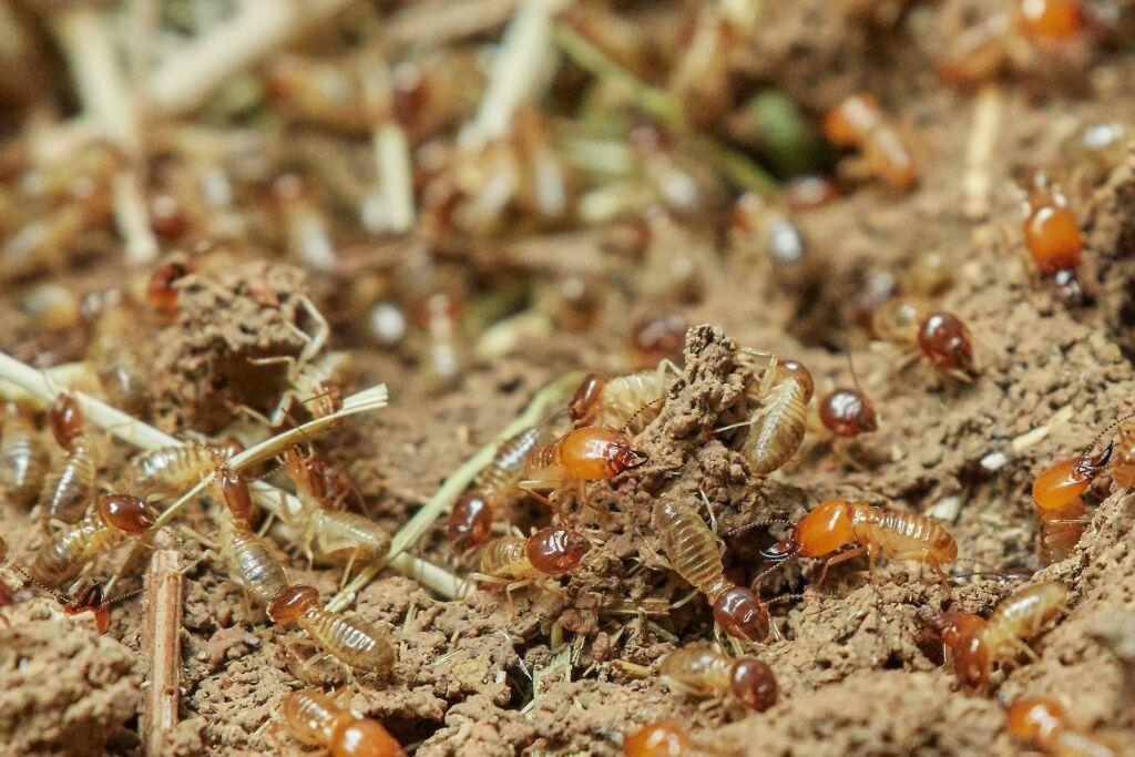 A colony of termites in dirt