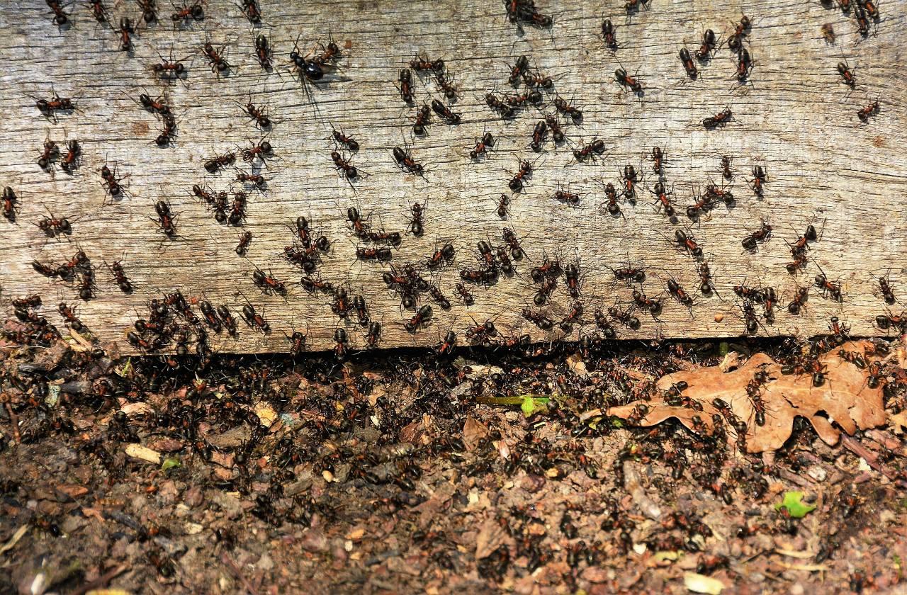 colony of ants on wood