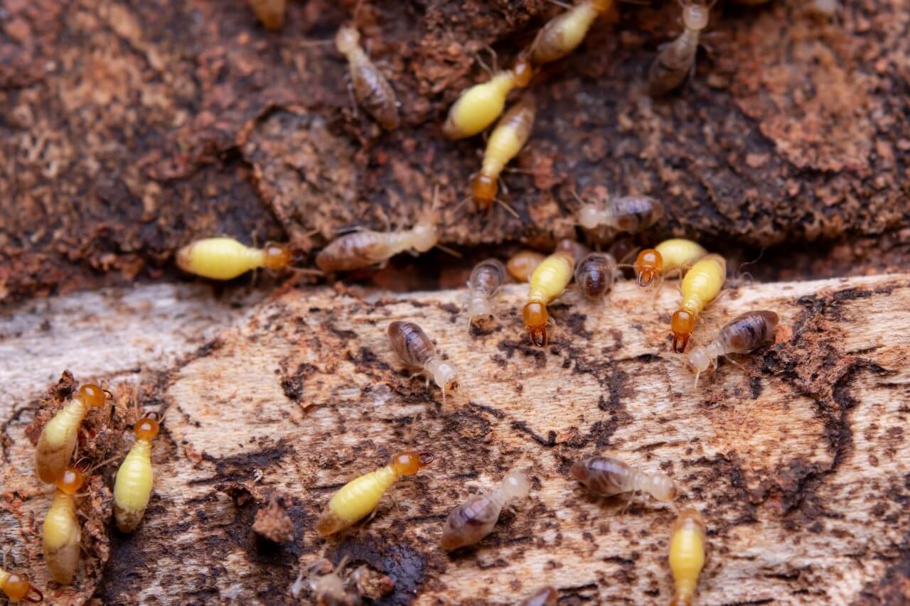 Termites Eating Wood