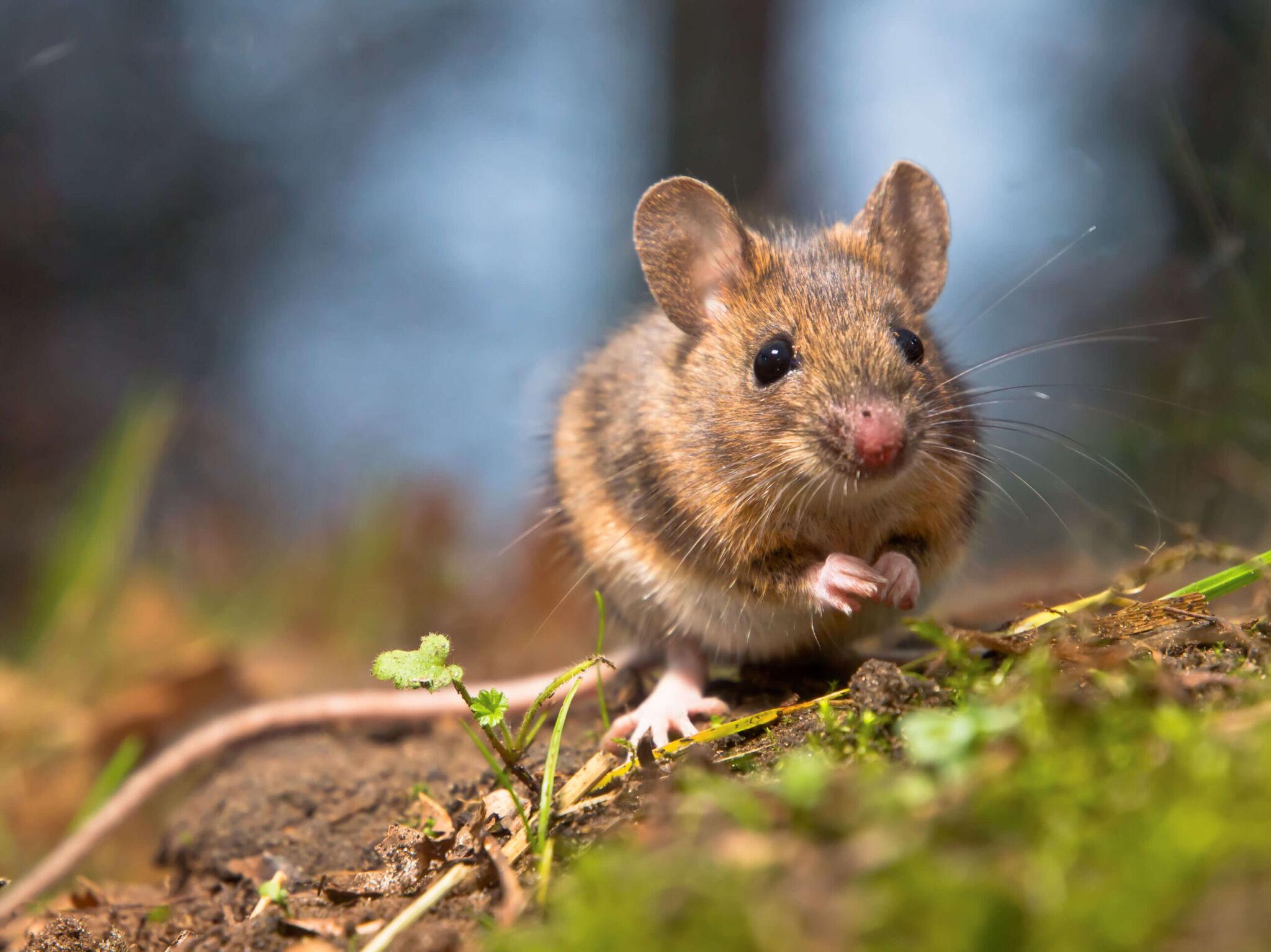 mouse Mouse outside on grass