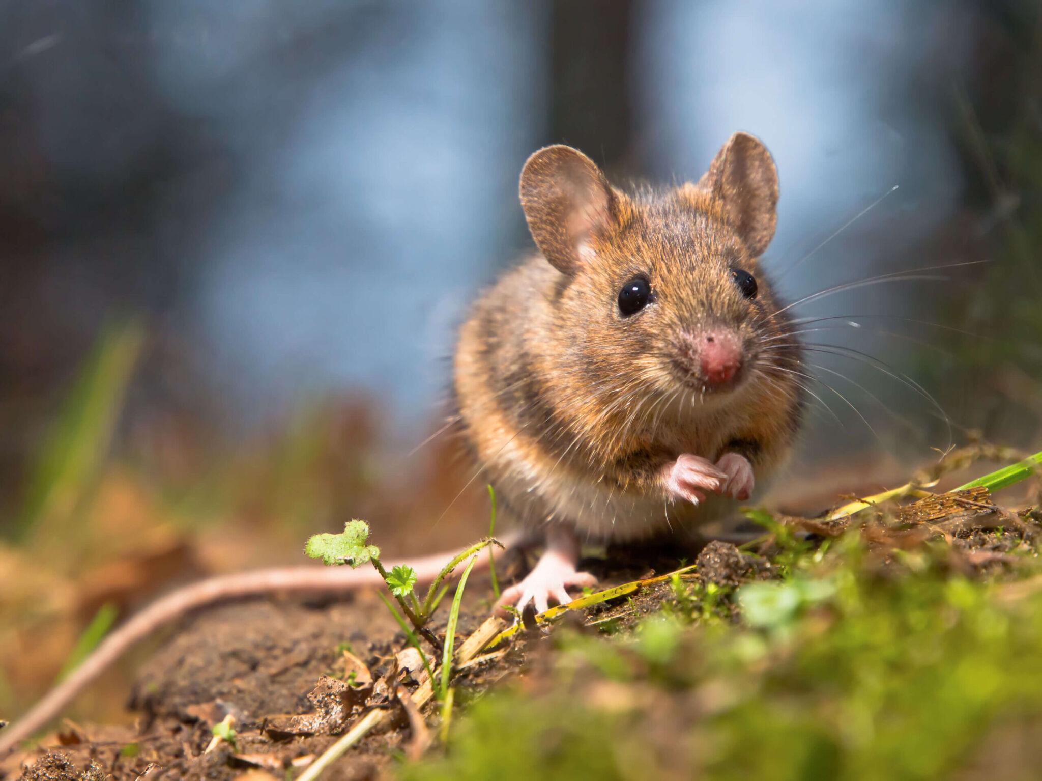 Mouse outside on grass